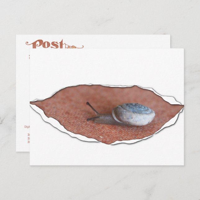 Cartão Postal Caracol Sob Material Torno (Frente/Verso)