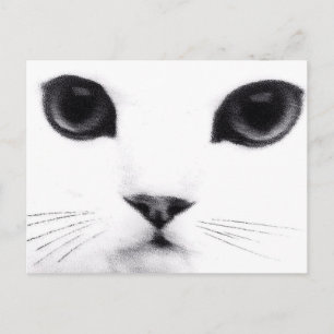 Cartão Postal Características do gato do gatinho