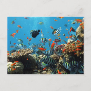 Cartão Postal Caral Reef Fish
