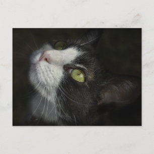 Cartão Postal Caramel