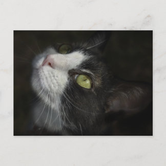 Cartão Postal Caramel