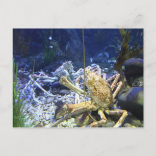 Cartão Postal Caranguejo-Aranha Japonês