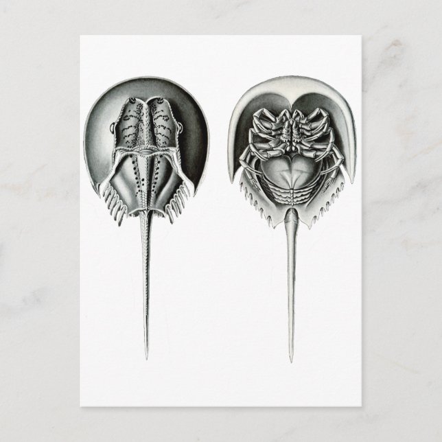 Cartão Postal Caranguejo-Ferradura Costeira (Frente)