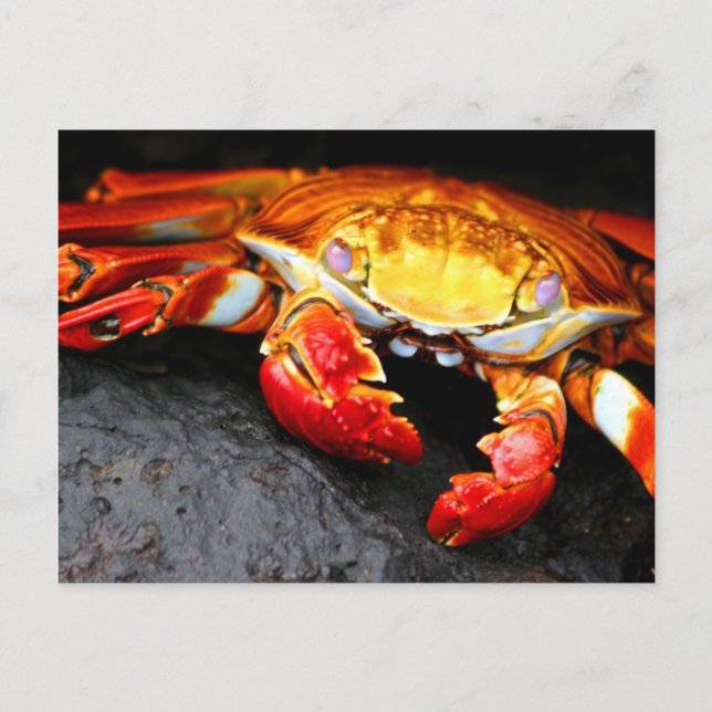 Cartão Postal Caranguejo Galápagos (Frente)