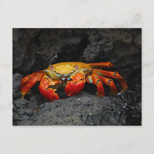 Cartão Postal Caranguejo Grapsus Grapsus Das Ilhas Galápagos