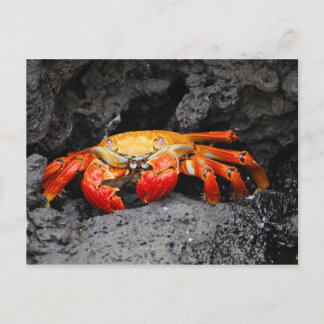 Cartão Postal Caranguejo-rocha-vermelha (Grapsus grapsus)