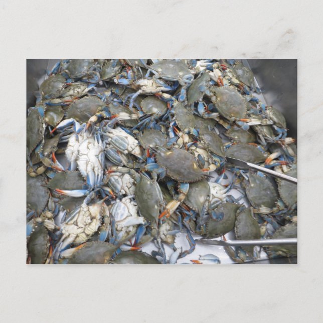 Cartão Postal Caranguejos (Frente)