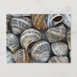 Cartão Postal Carapaças de caracol