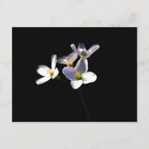 Cartão Postal Cardamine Pratensis Flowers pcn