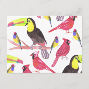 Cartão Postal Cardeais vermelhos, tucanos e tendas gouldianas