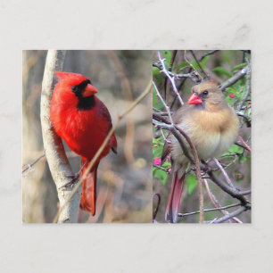 Cartão Postal Cardeal Cardinals Nature