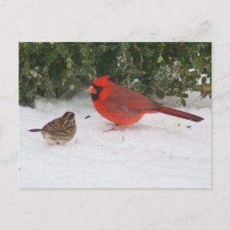 Cartão Postal Cardeal com Sparrow