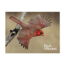 Cardeal De norte Em Voo