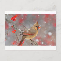 Cardeal de Norte feminino