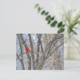Cartão Postal Cardeal e Chickadee