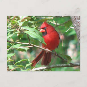 Cartão Postal Cardeal em Holly Postcard