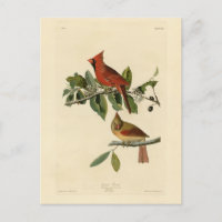 Cardeal Grosbeak das Aves da América de Audubon