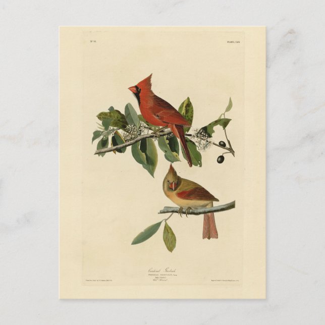 Cartão Postal Cardeal Grosbeak das Aves da América de Audubon (Frente)