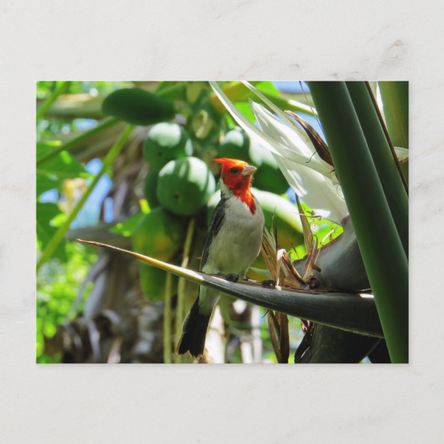 Cartão Postal Cardeal Hawaii Bird of Paradise Coconuts (Frente)