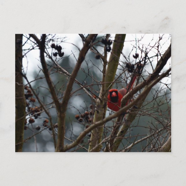 Cartão Postal Cardeal Masculino ainda brincando Engraçado (Frente)