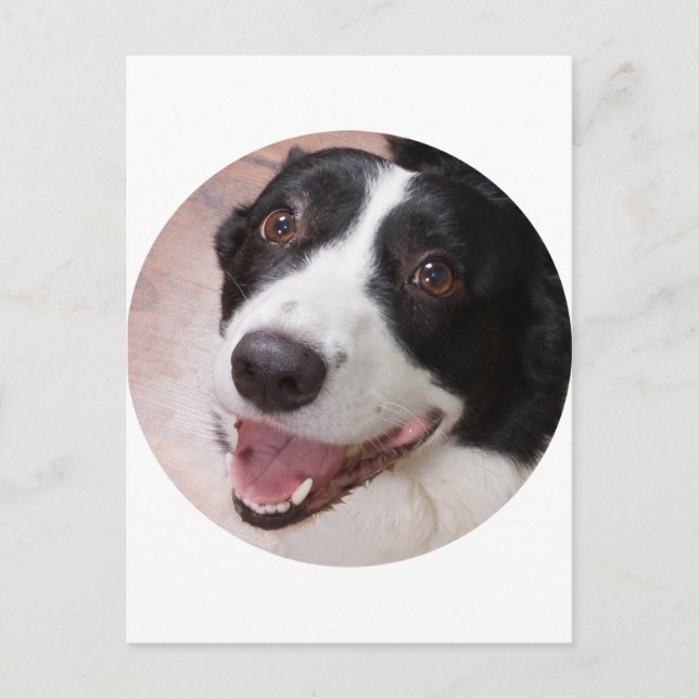 Cartão Postal Cardigan Welsh Corgi (Frente)
