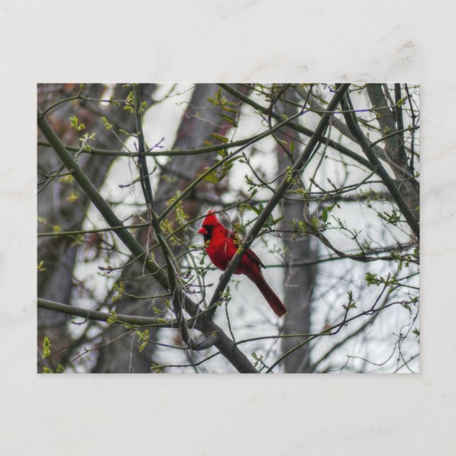 Cartão Postal Cardinal (Frente)
