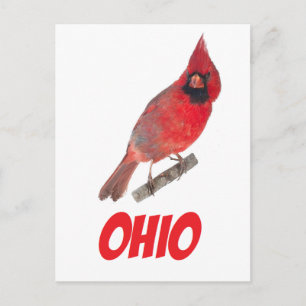 Cartão Postal Cardinal de Ohio