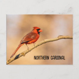 Cartão Postal Cardinal do norte