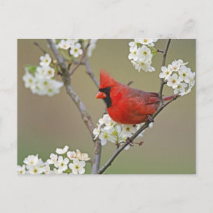 Cartão Postal Cardinal-do-norte