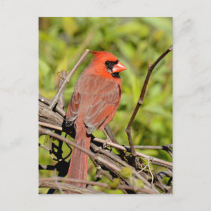 Cartão Postal Cardinal-do-norte em Michigan