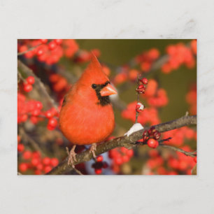 Cartão Postal Cardinal-do-norte em Winterberry Comum
