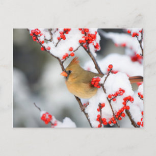 Cartão Postal Cardinal-do-norte fêmea em Winterberry-comum
