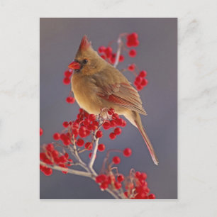 Cartão Postal Cardinal-do-norte fêmea entre espinheiro