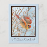 Cardinal do Norte Voando - Fotografia Original