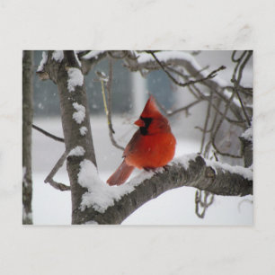 Cartão Postal Cardinal in tree postcard