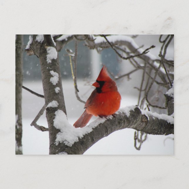 Cartão Postal Cardinal in tree postcard (Frente)