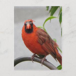 Cartão Postal Cardinal no alimentador