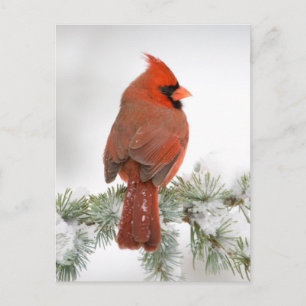 Cartão Postal Cardinal-vermelho macho no Cedro-do-atlas-azul