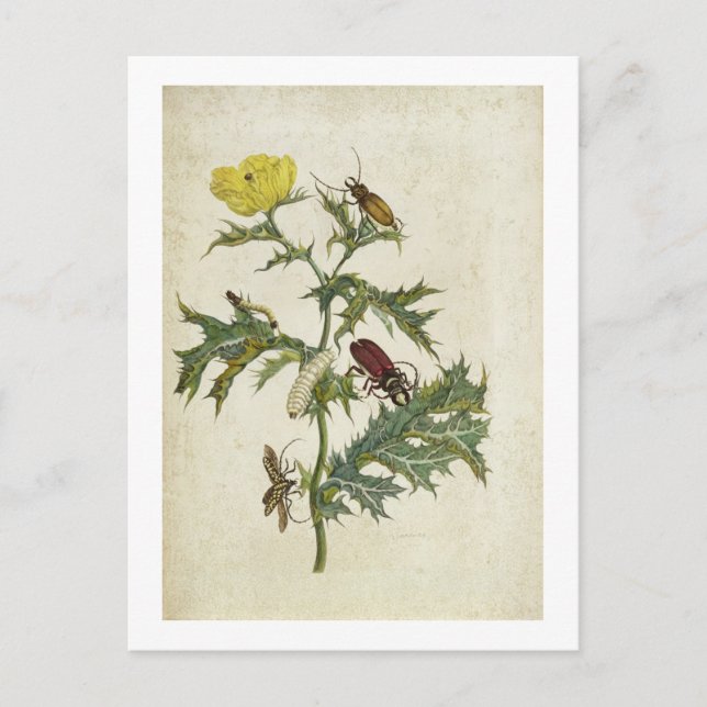 Cartão Postal Cardos Spinosus: Besouros e lagartas, placa 6 (Frente)