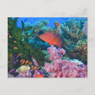 Cartão Postal cardume de donzelas (Pseudanthias