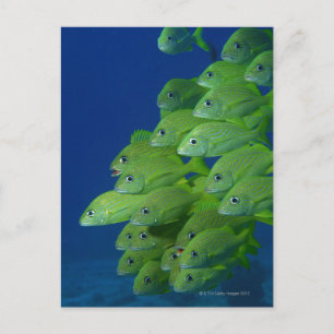 Cartão Postal Cardume de grunts de listras azuis francesas e mar