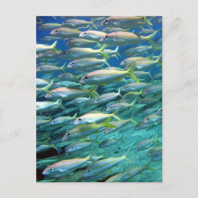 Cartão Postal Cardume de Salmonete de Cauda Amarela (Frente)