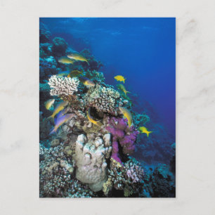 Cartão Postal Cardumes de Salmonete em torno de pequeno coral