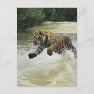 Cartão Postal Carga do tigre do Bengala (Panthera tigris tigris)
