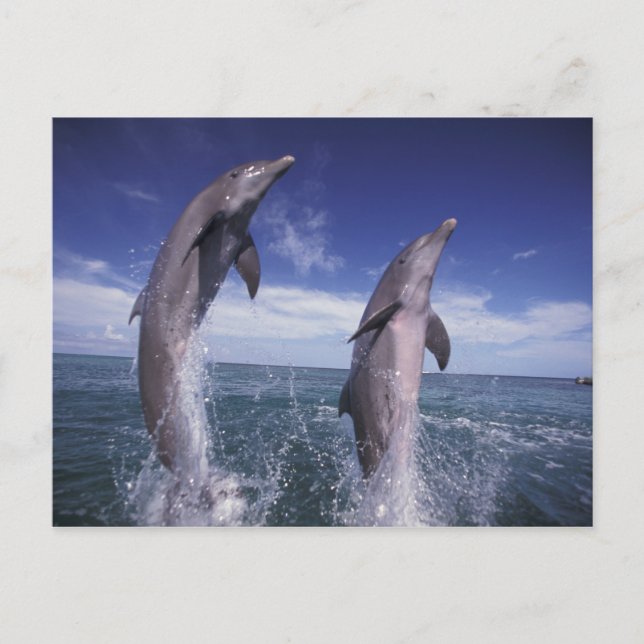Cartão Postal Caribbean, Bottlenose dolphins Tursiops (Frente)