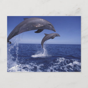 Cartão Postal Caribbean, Bottlenose dolphins Tursiops 12