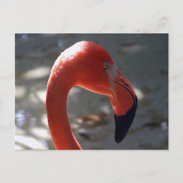 Cartão Postal Caribe Flamingo (Frente)