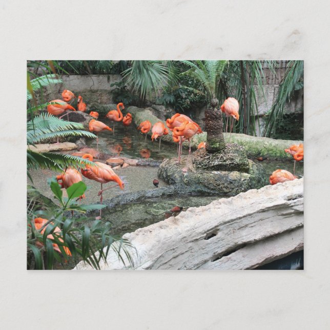 Cartão Postal Caribe Flamingos # 12 (Frente)