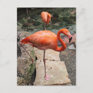 Cartão Postal Caribe Flamingos nº 4