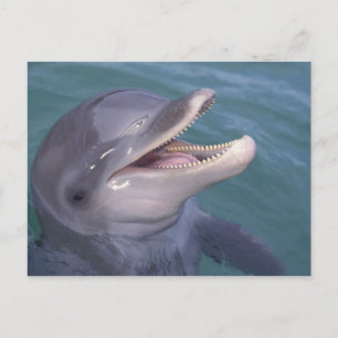 Cartão Postal Caribenho, golfinho-nariz-de-garrafa